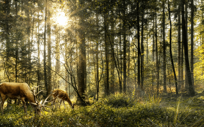 gebrueder-daub-beitrag-Wildverbiss-im-Wald-1