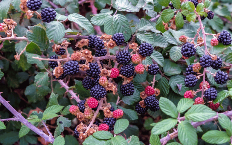 gebrueder-daub-beitrag-brombeere
