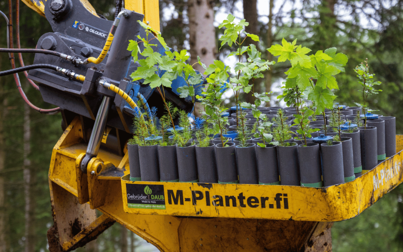 gebrueder-daub-beitrag-containerpflanzen-2