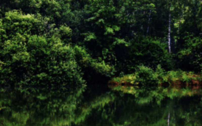 gebrueder-daub-beitrag-gebrueder-daub-beitrag-Wasserrueckhaltung-im-Wald-klein