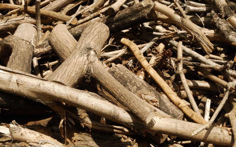 gebrueder-daub-beitrag-holz-sammeln-1