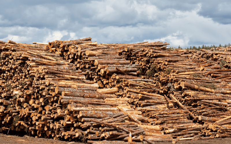 gebrueder-daub-beitrag-holzindustrie-schwaechelt-1