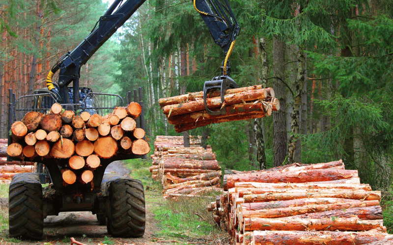 gebrueder-daub-beitrag-holzpreise-2025-2