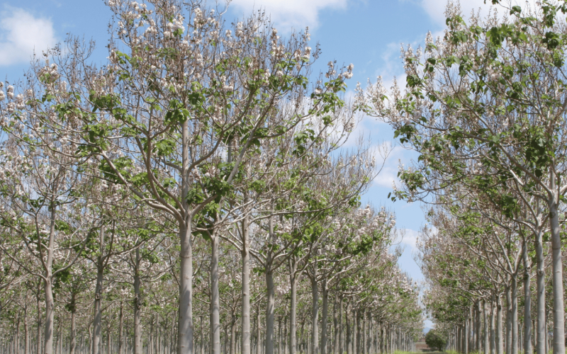 gebrueder-daub-beitrag-paulownia-1