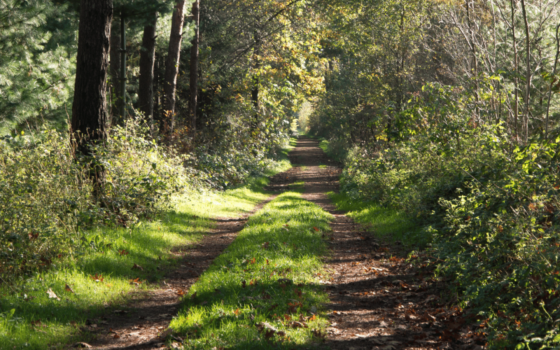 gebrueder-daub-beitrag-sicherheit-im-wald-1