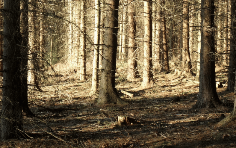 gebrueder-daub-beitrag-toter-wald