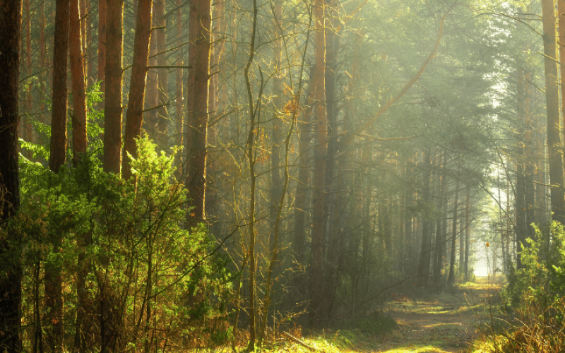 gebrueder-daub-beitrag-wald-besser