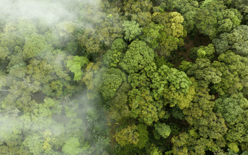 gebrueder-daub-beitrag-wald-co2-speichern-2
