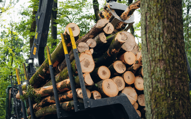 gebrueder-daub-beitrag-wald-geerbt-2