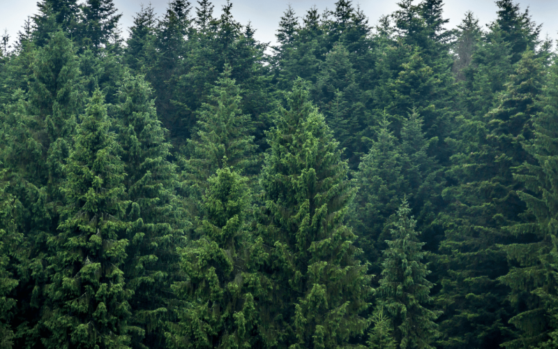 gebrueder-daub-beitrag-wald-schrumpft-1