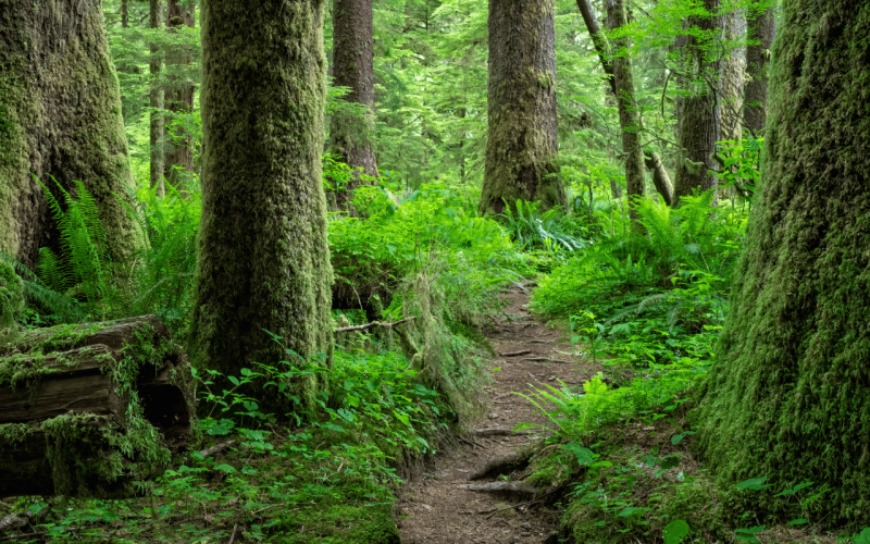 gebrueder-daub-beitrag-wald-umbau