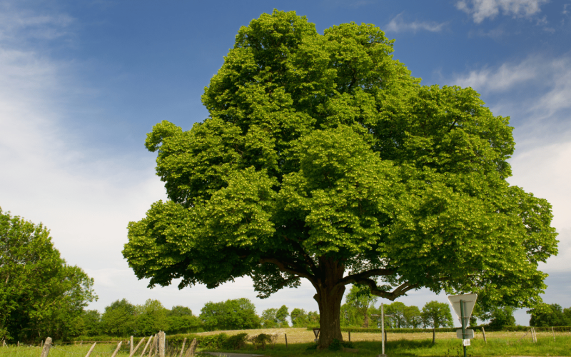 gebrueder-daub-beitrag-wald-zukunft-1