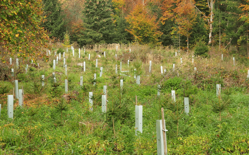 gebrueder-daub-beitrag-waldumbau-klimawandel-mischwald-1