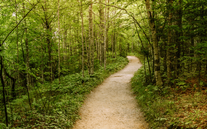 gebrueder-daub-beitrag-wem-gehoert-der-wald-1