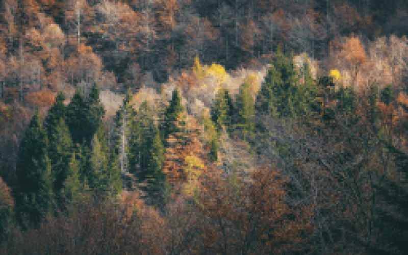 gebrueder-daub-beitrag-wiederbewaldung