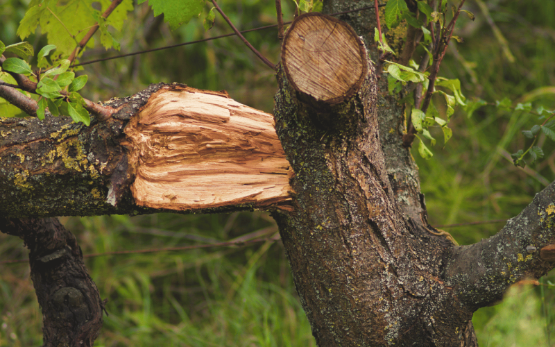 gebrueder-daub-haftung-waldbesitzer-unfall-wald-1
