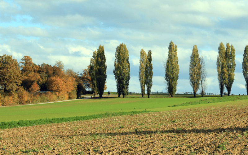 gebrueder-daub-news-pappel