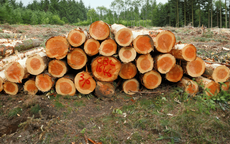 gebrueder-daub-news-waldmanagement